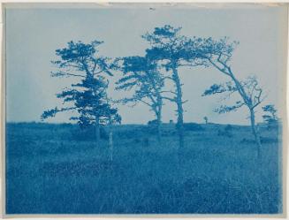 Five Trees