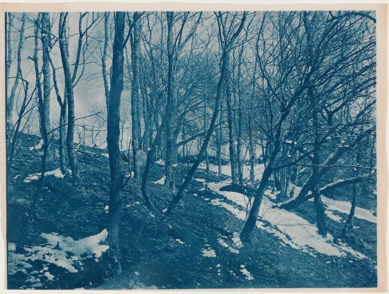 Trees and Patches of Snow