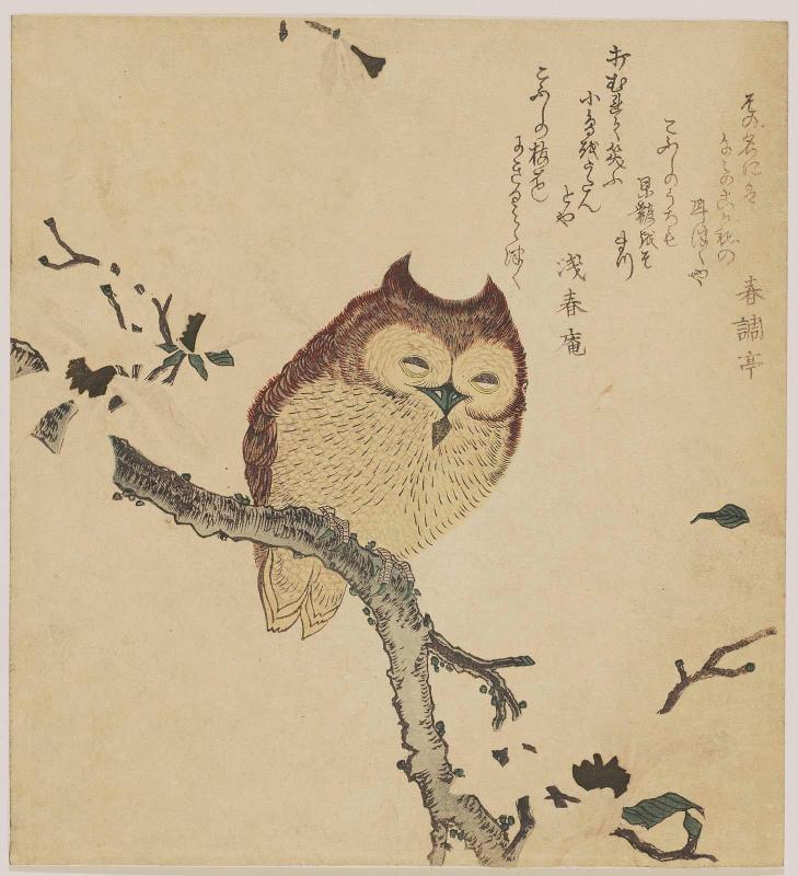 Horned Owl on Magnolia Branch