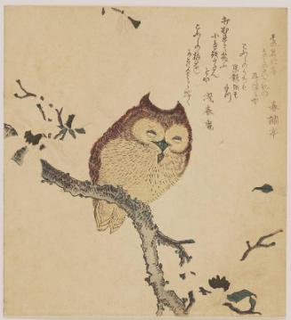 Horned Owl on Magnolia Branch
