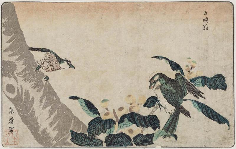 Gray Starling (Hakutô-ô) in Loquat Tree, reprinted from the album Kaihaku raikin zui (A Compendium of Pictures of Birds Imported from Overseas)