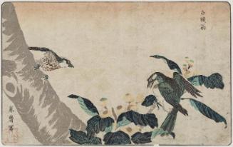 Gray Starling (Hakutô-ô) in Loquat Tree, reprinted from the album Kaihaku raikin zui (A Compendium of Pictures of Birds Imported from Overseas)