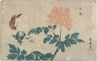 Yellow Warbler and Peony, reprinted from the album Kaihaku raikin zui (A Compendium of Pictures of Birds Imported from Overseas)