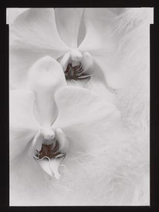 Orchids from Ephemera portfolio