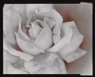 Rose from Ephemera portfolio