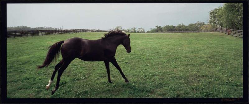 Panorama, Stallion Running