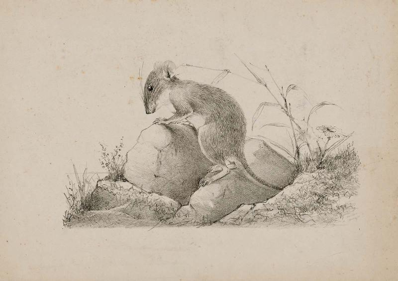 Mouse on a Stone