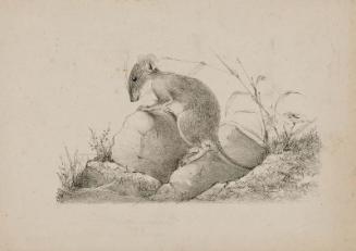 Mouse on a Stone