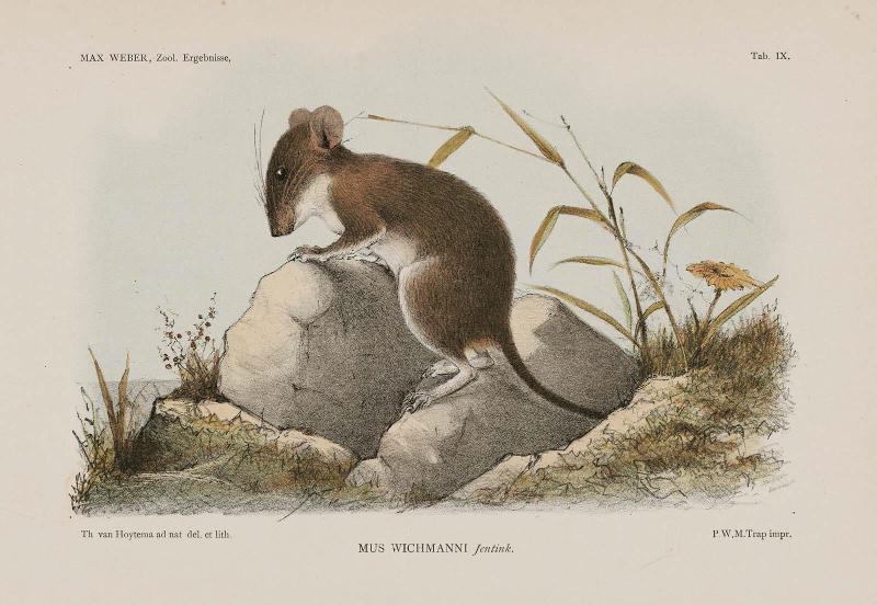 Mus Wigmanni Jentink (Mouse on a Stone)