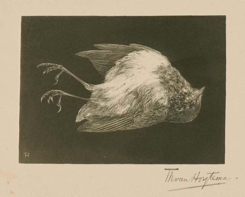 Dead Robin