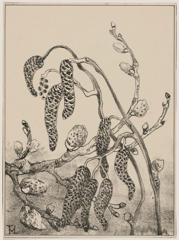 Alder Blossoms (1911 Calendar: March)