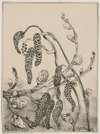 Alder Blossoms (1911 Calendar: March)