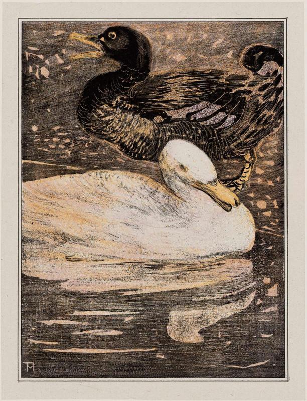 White and Black Ducks (1907 Calendar: March)