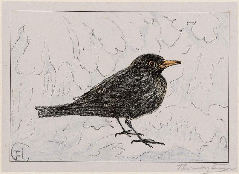 Black Thrush (1917 Calendar: December)