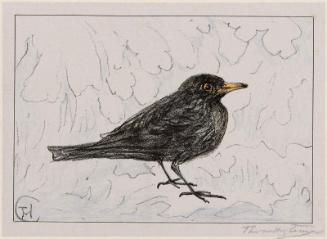 Black Thrush (1917 Calendar: December)