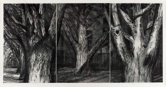 Sycamores 2 (triptych)