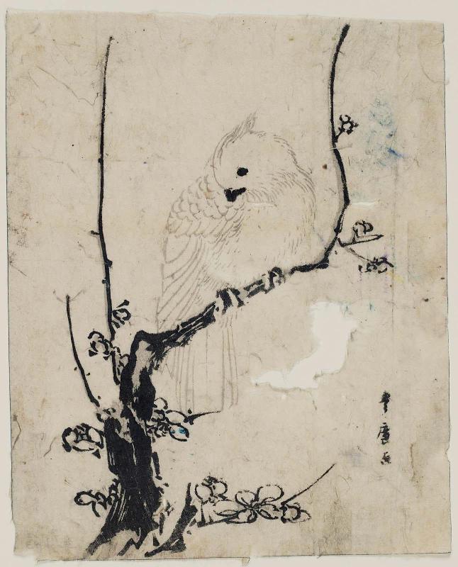Cockatoo on Plum Branch