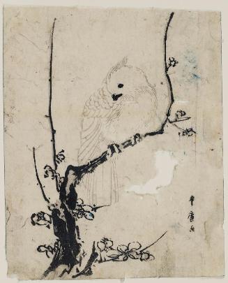Cockatoo on Plum Branch