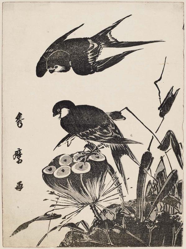 Swallows and Lotus Pod
