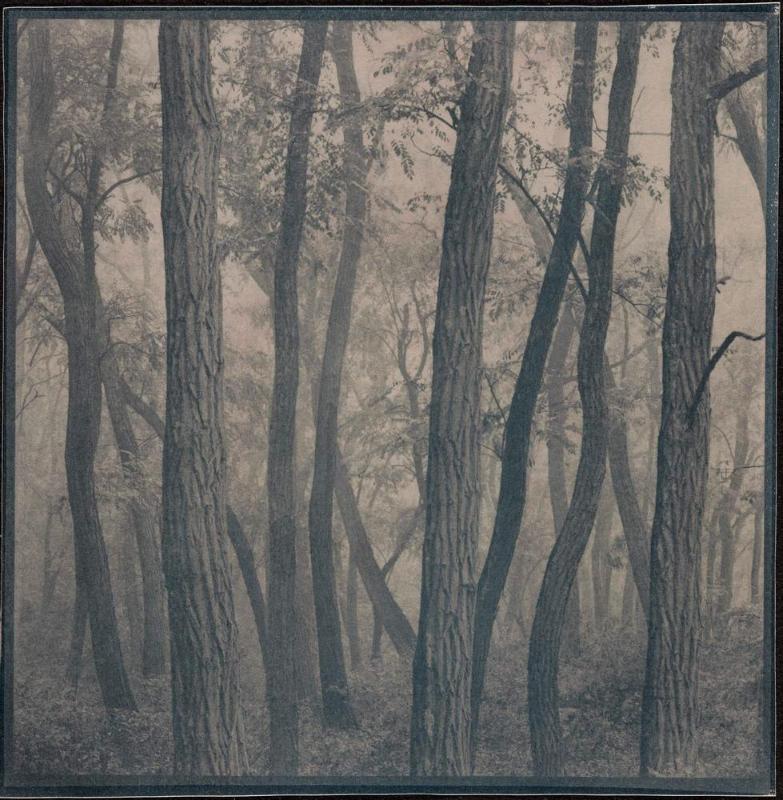 Forest near Rakonitz