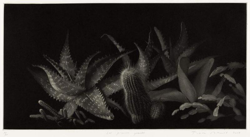 Les plantes grasses (Succulents)
