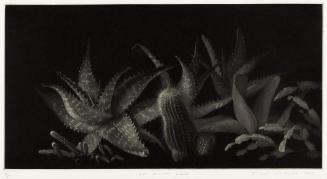 Les plantes grasses (Succulents)