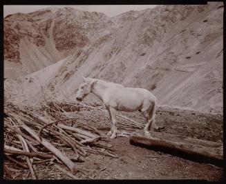 Monastery Horse, Ladakh, India