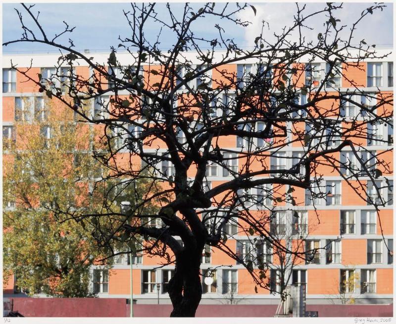 Tree (Ivry-sur-Seine, Paris, France)