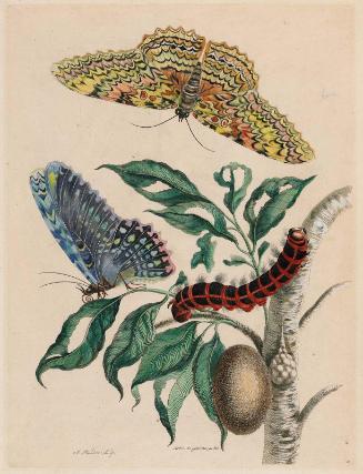 Arbre de Gomme Cutte.  (Gummi Guttae Tree with White Witch, Cocoon, and Caterpillar of Hawk Moth and Drops of Resin)  (Plate 20 from Maria Sibylla Merian, Metamorphosis Insectorum Surinamensium. Ofte Verandering...Amsterdam, 1705