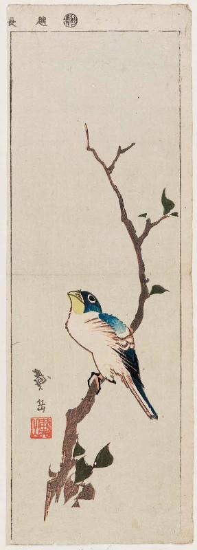 Bird on Branch