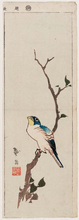 Bird on Branch