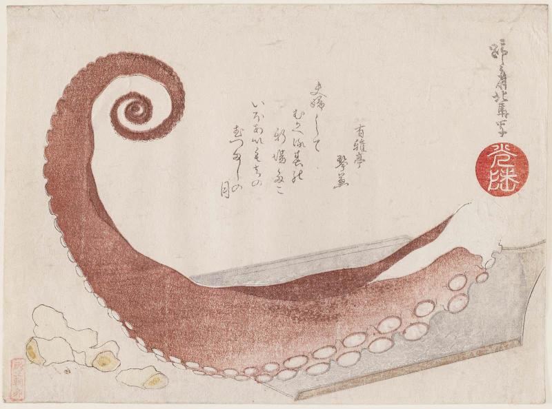 Octopus Tentacle