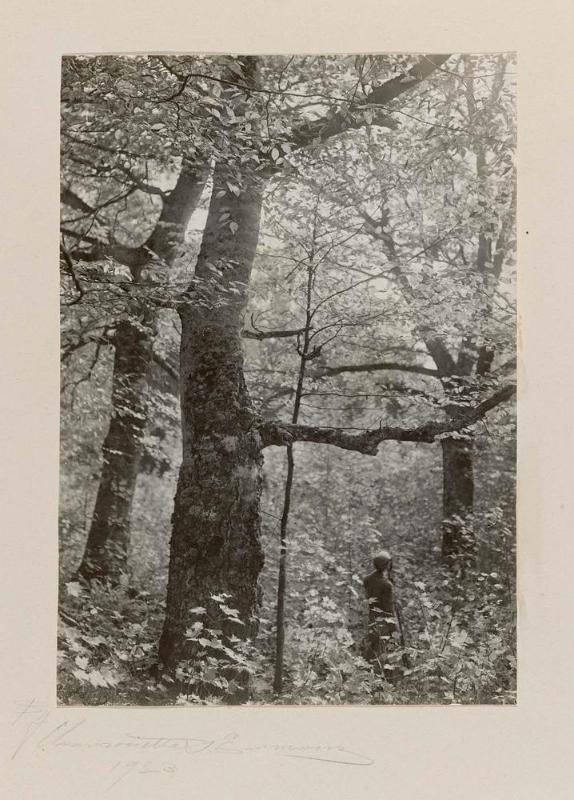 Autumn among the Beeches