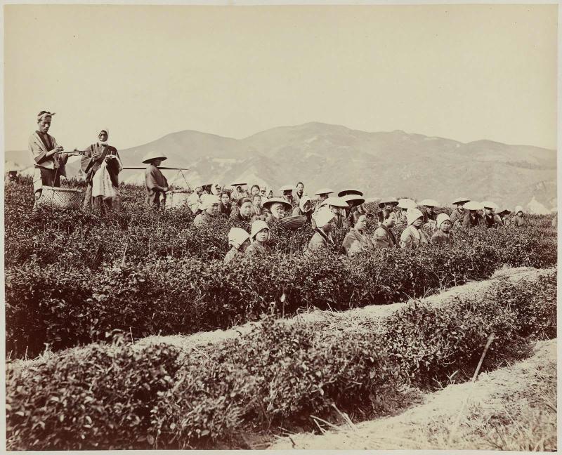 Women Picking Tea near Kyoto