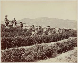 Women Picking Tea near Kyoto