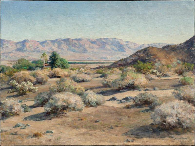 Desert in Winter