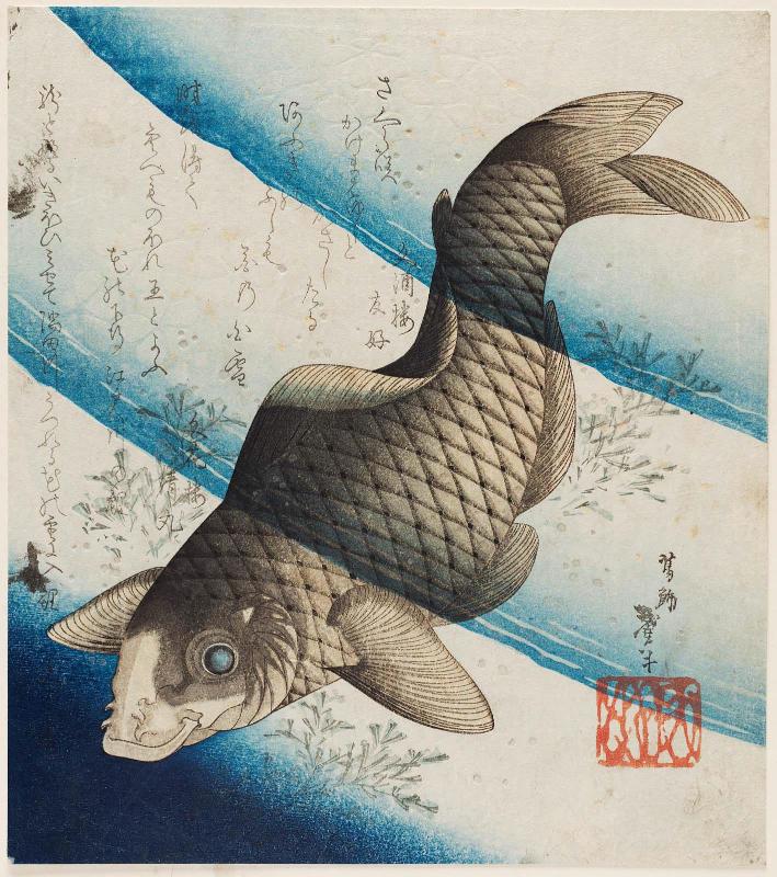 Carp in Water