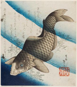Carp in Water