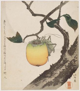 Grasshopper and Persimmon