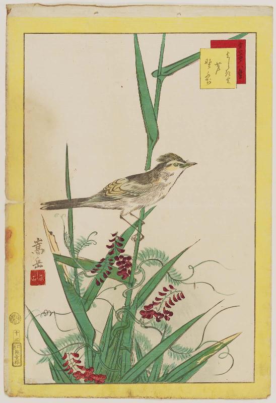 No. 13, Oriole, Reeds, and Wild Wisteria (Yoshikiri, ashi, nofuji), from the series Forty-eight Hawks Drawn from Life (Ikiutsushi shijûhachi taka)