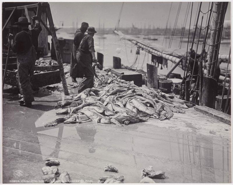 Unloading Gorton's Codfish, Gloucester, Mass.