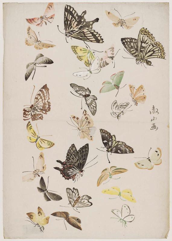 Butterflies