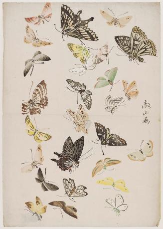 Butterflies