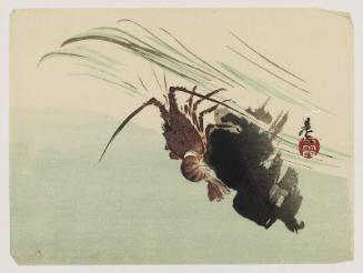 Spiny Lobster on Rock