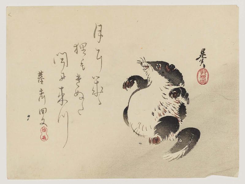 Racoon-dog (Tanuki) Drumming on Its Belly