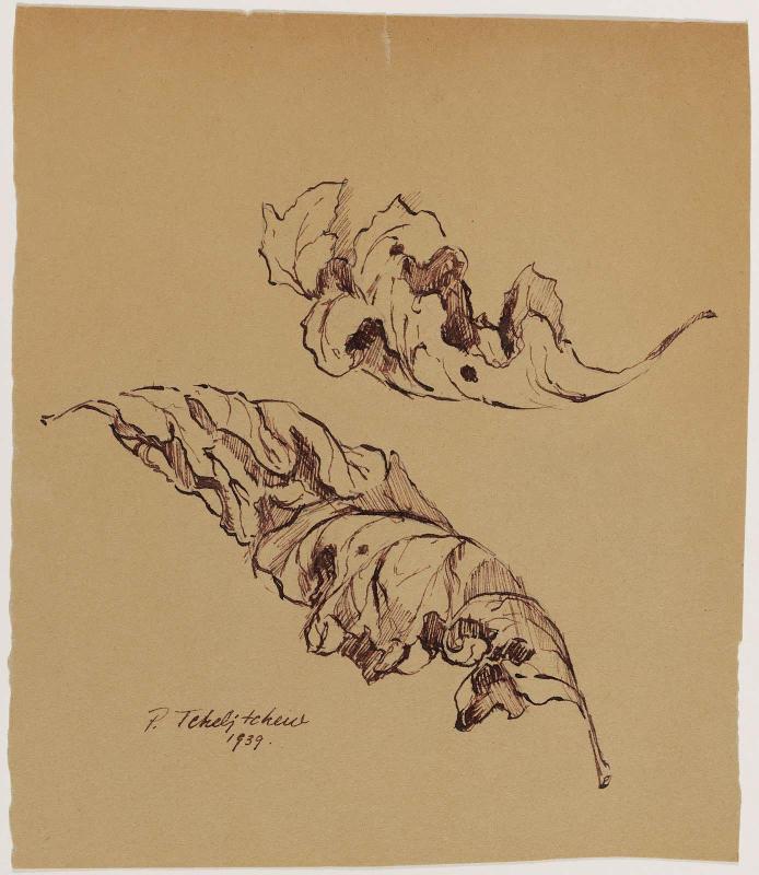 Study of Leaves