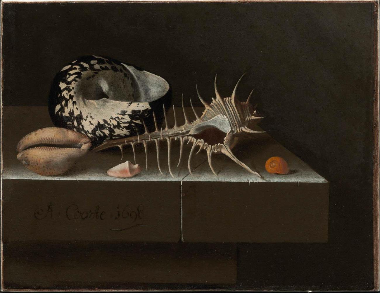 Still Life with Seashells