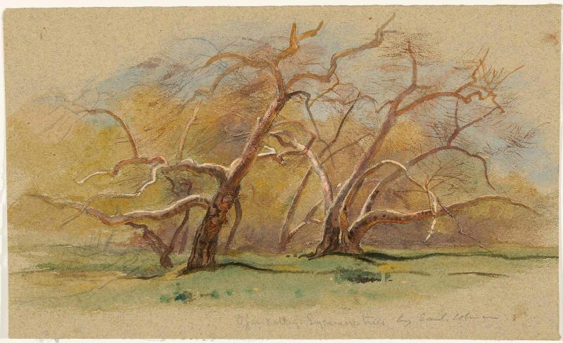 Ojai Valley: Sycamore Trees