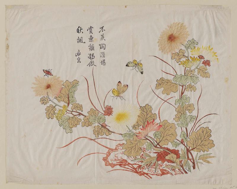 Chrysanthemum and insects