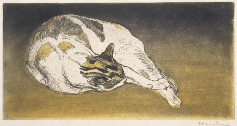 Sleeping Cat